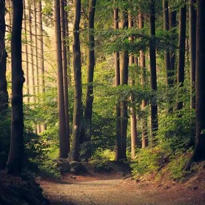 Waldweg zwischen hohen Bäumen